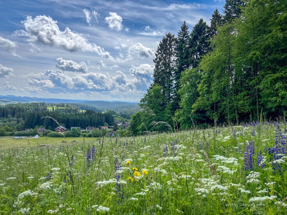 blühende Wiese am Waldrand