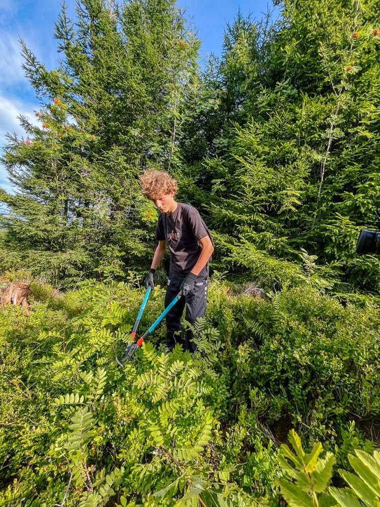 Jugendlicher schneidet mit einer Astschere Gehölz im Rahmen der Ehrensache-Aktion des Naturparks zurück