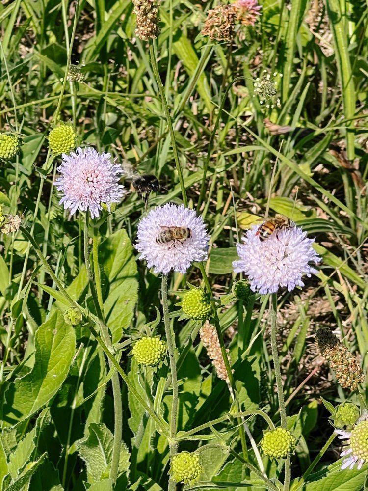 Bienen auf lila Blüten