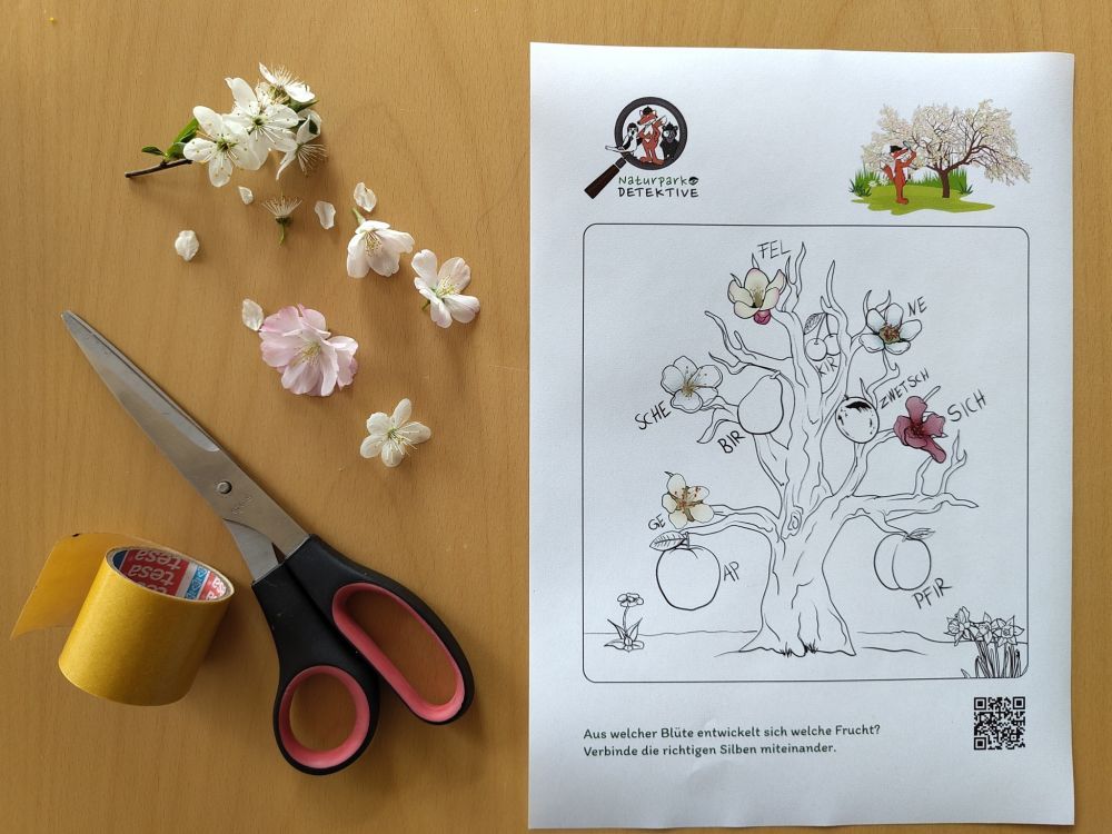 Ausmalbild mit Kirschblütenzweig, Klebeband und Schere