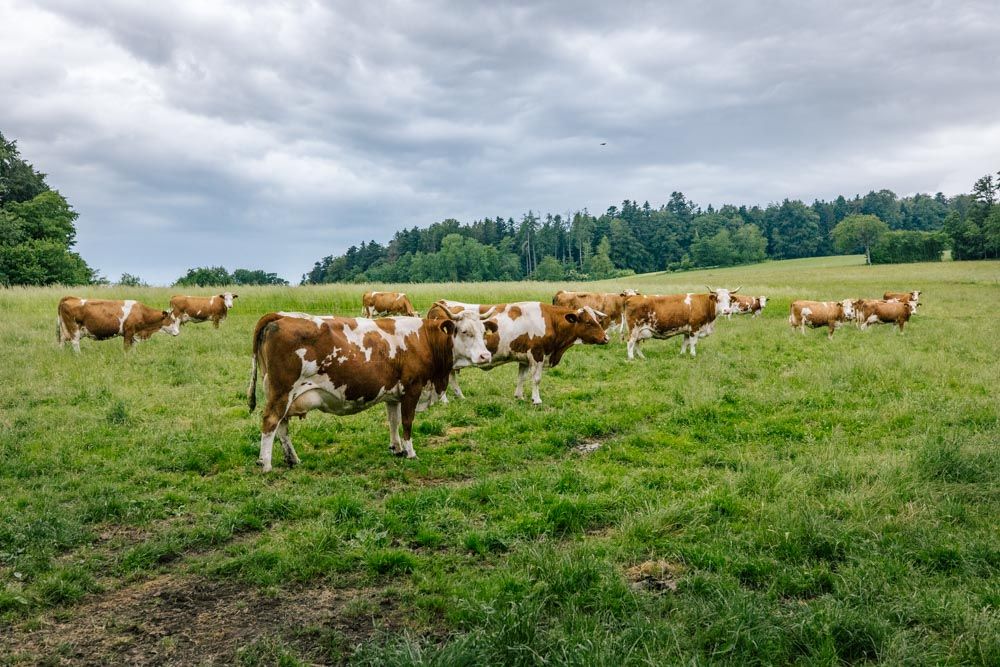 Kühe auf der Weide