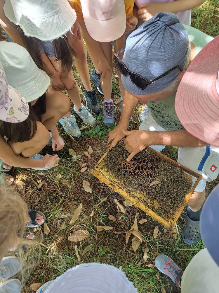 Wabenrahmen mit Honigbienen