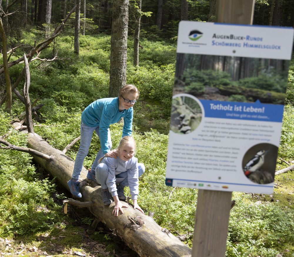 Naturpark-Infotafel im Wald mit spielenden Kindern auf einem Baumstamm im Bildhintergrund