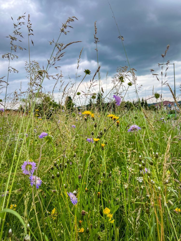 Wildblumenwiese