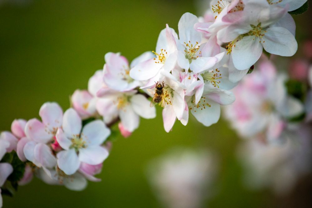 Biene an einer Kirschblüte