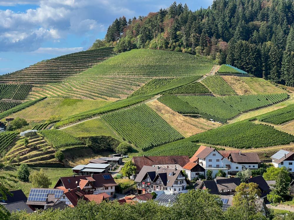 Weinberge und Wald bei Kappelrodeck