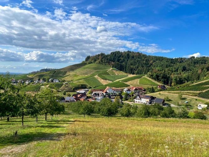Kulturlandschaft mit Wiese, Streuobstwiesen, Weinreben und Wald