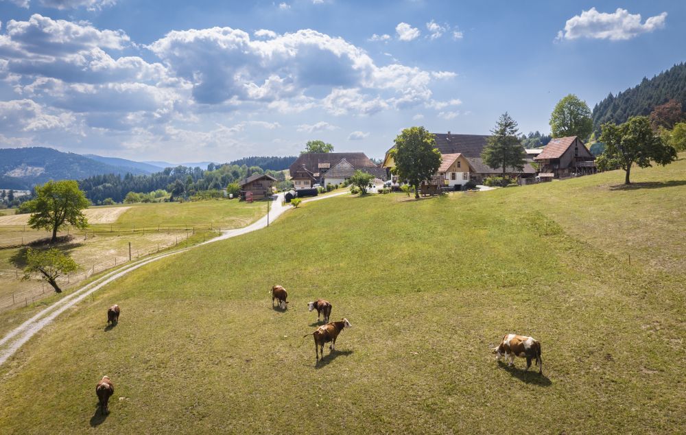 Bauernhof mit Kühen im Kinzigtal