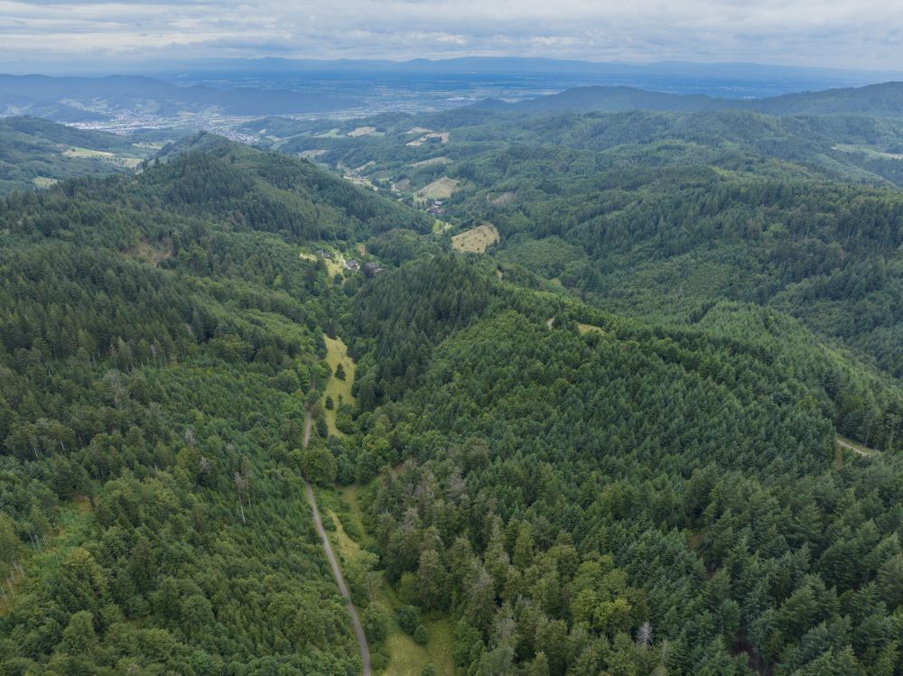 bewaldete Schwarzwaldlandschaft