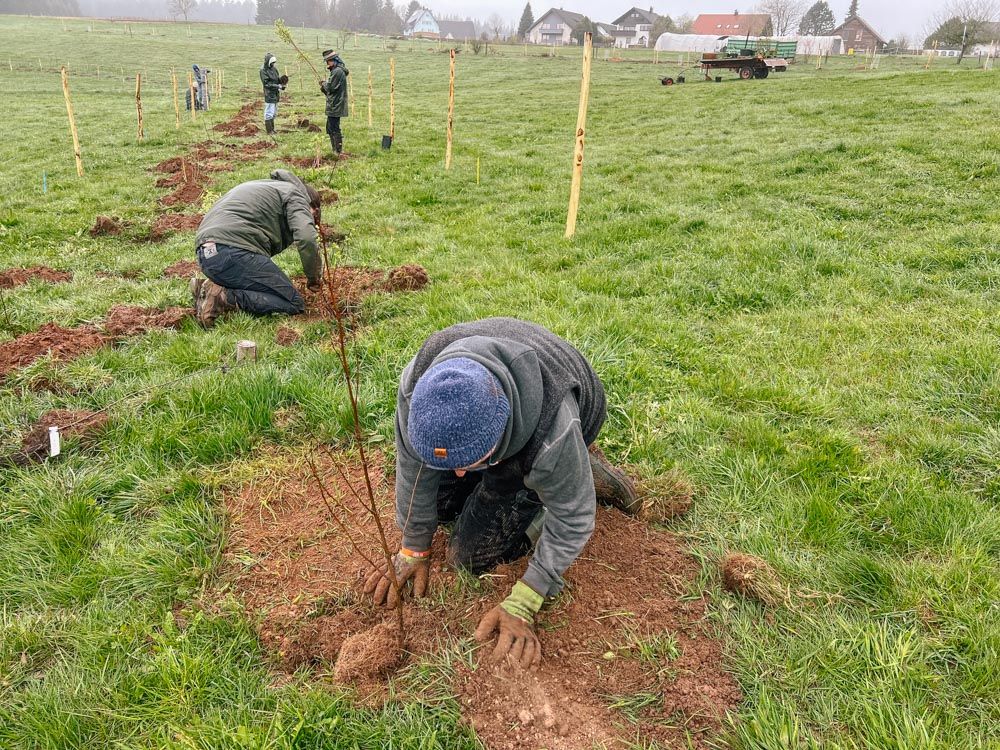 Menschen pflanzen Bäume und Sträucher in vorbereitete Erdlöcher.