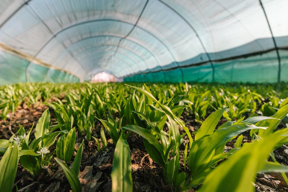 Bärlauch unter einem Gewächshaus-Tunnel