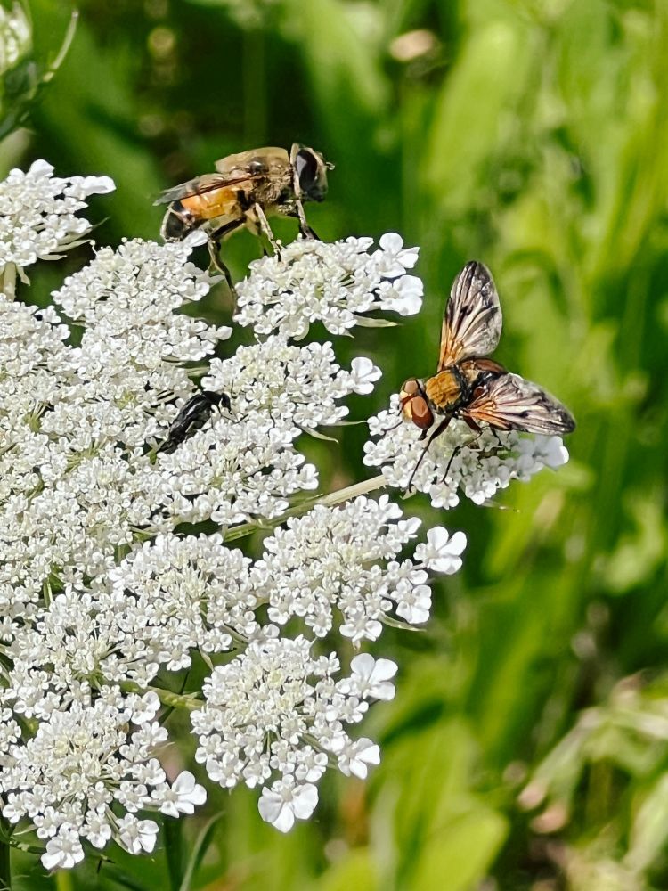 Insekten auf weißen Blüten