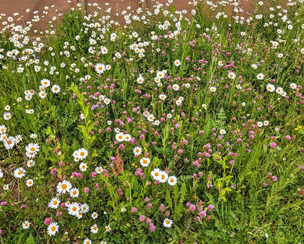 Wildblumenwiese mit lila Klee und Gänseblümchen