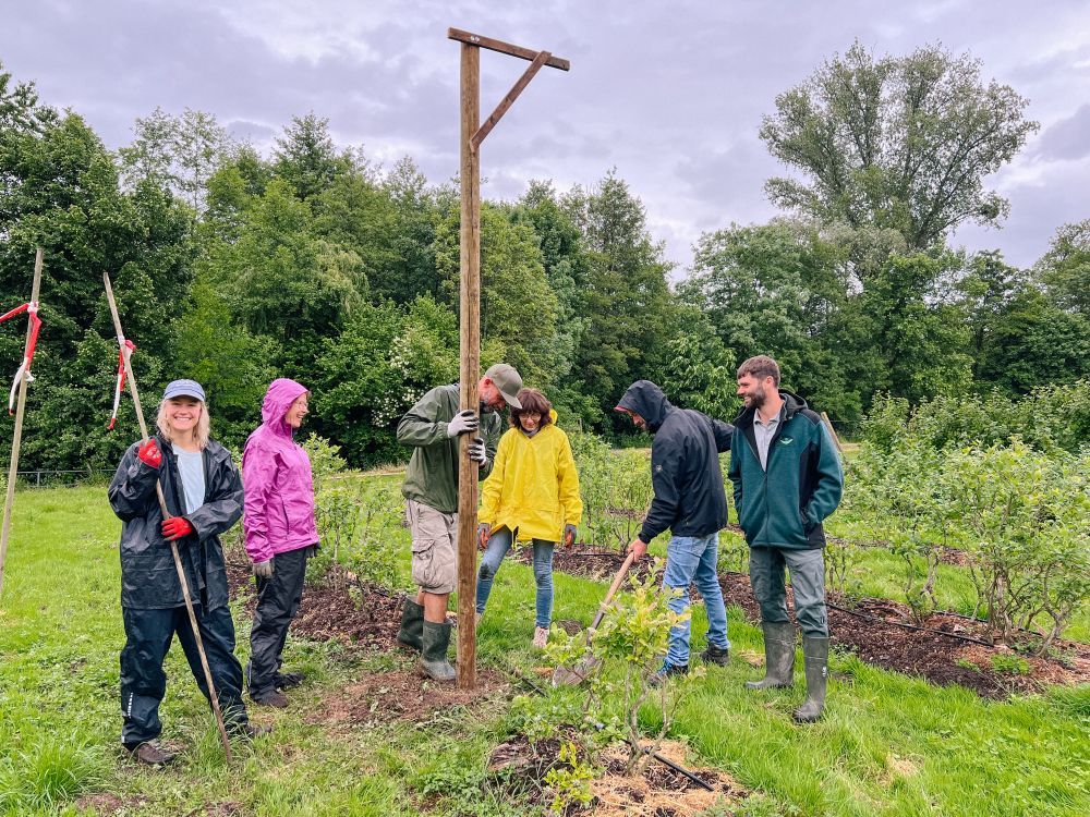 Freiwillige helfen bei Agroforst-Pflanzungen und Anbringung einer Sitzstange