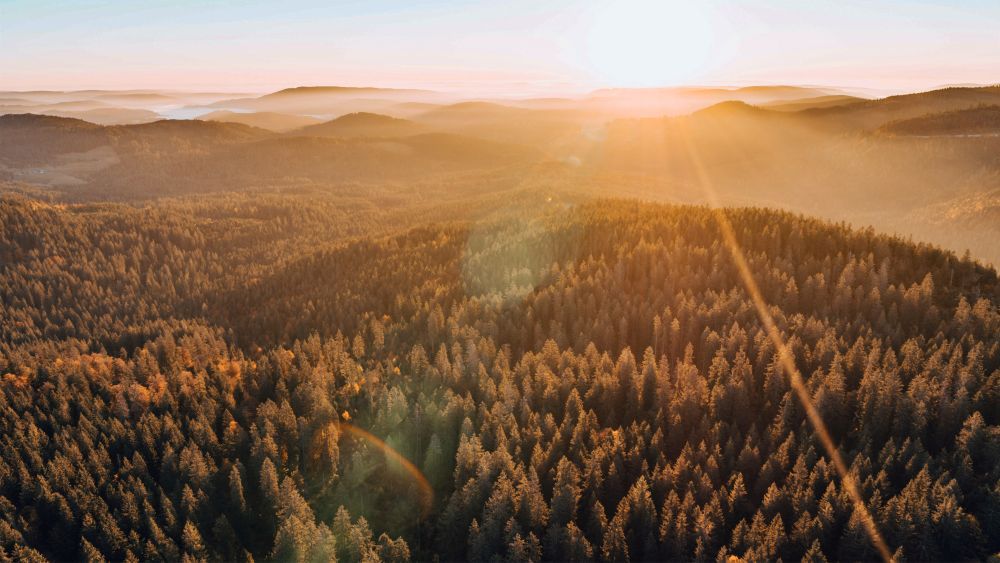 Schwarzwälder Waldlandschaft aus der Vogelperspektive