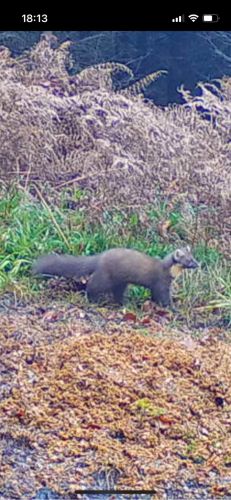Bild Wildtierkamera Marder im Wald