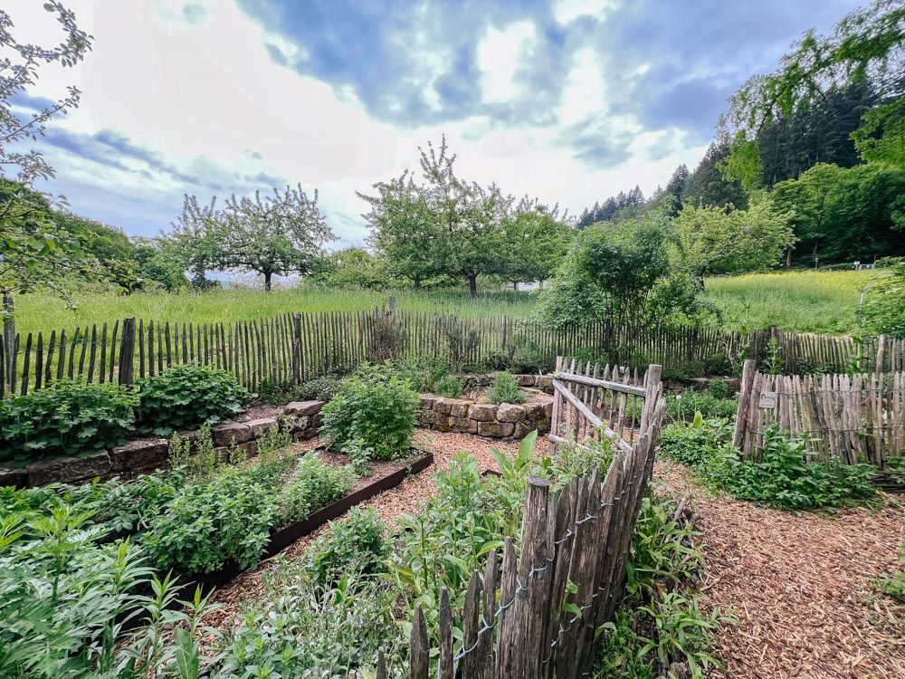 angelegter Kräutergarten mit Streuobstwiese im Hintergrund