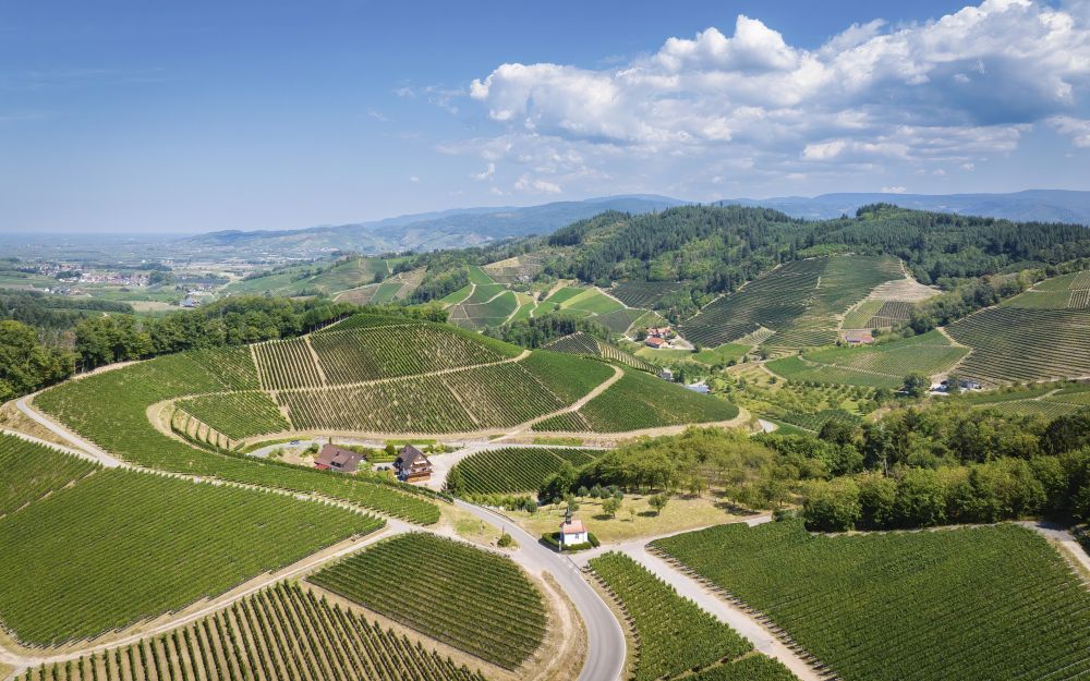 Weinberglandschaft in der Ortenau