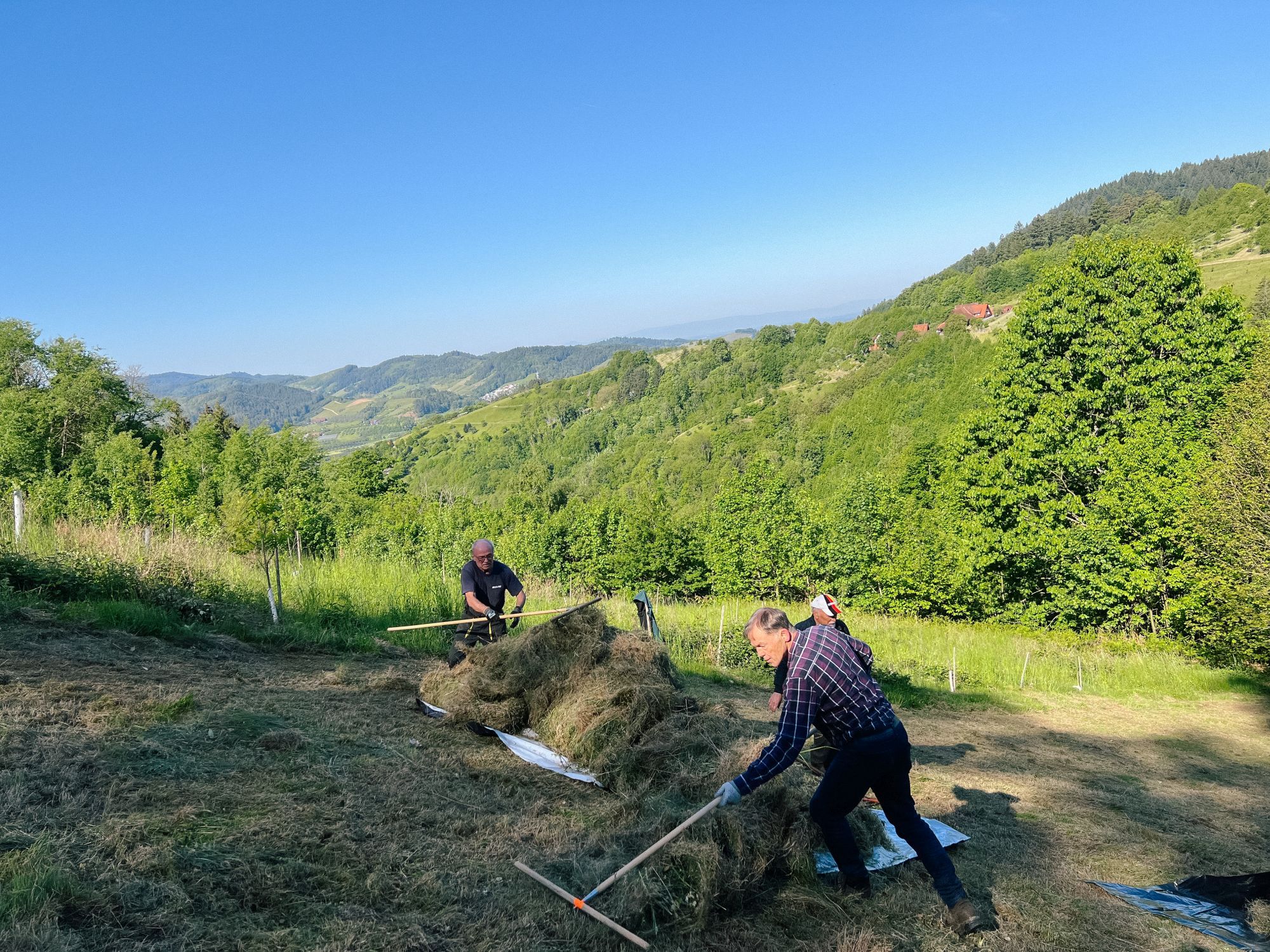 Zwei Männer arbeiten mit Rechen am Hang und tragen das gemähte Gras zusammen. Im Hintergrund sind Schwarzwaldhügel zu sehen.