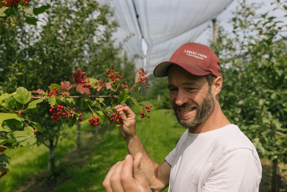 Johannes Lorenz pflückt rote Beeren