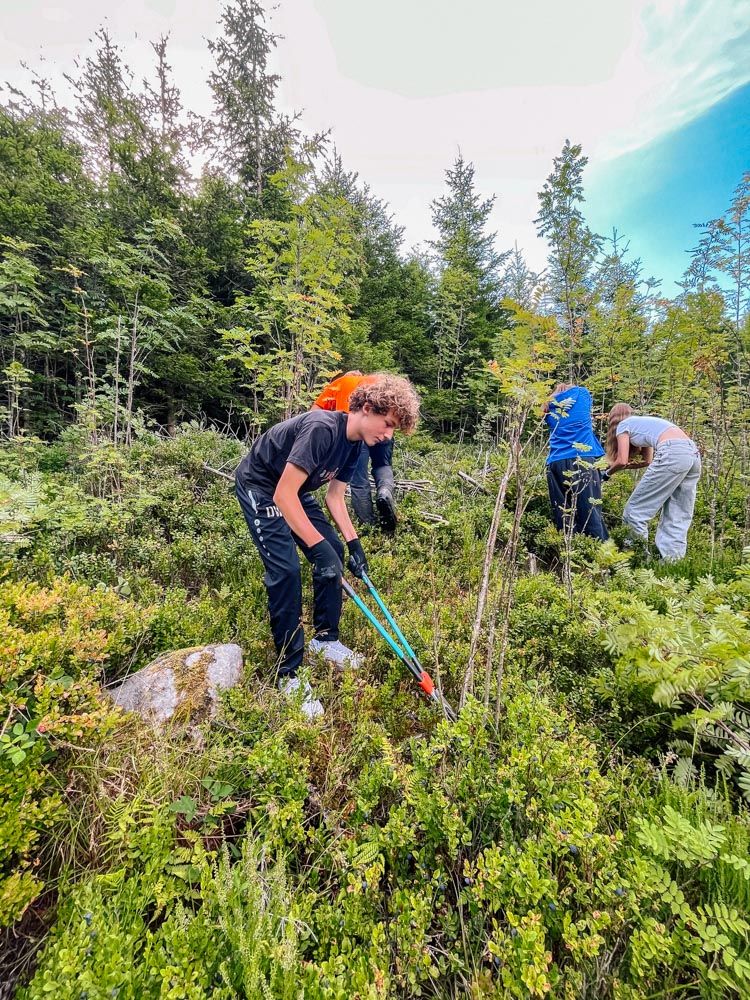 Freiwillige entfernen aufkommende Gehölze auf einer Freifläche im Naturpark Schwarzwald