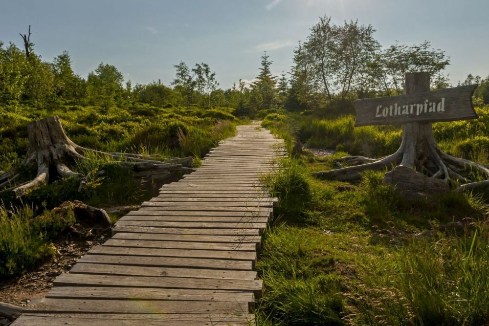 Holzbohlen führen durch unberührte Landschaft im Nationalpark Schwarzwald. Foto: Luis Scheuermann/Nationalpark Schwarzwald