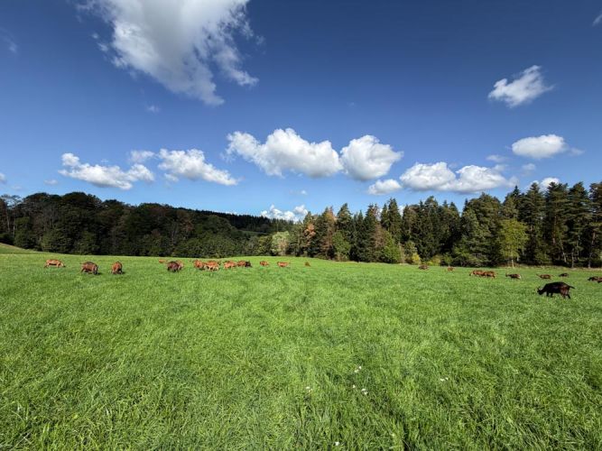 Ziegen auf der Weide vor Wald
