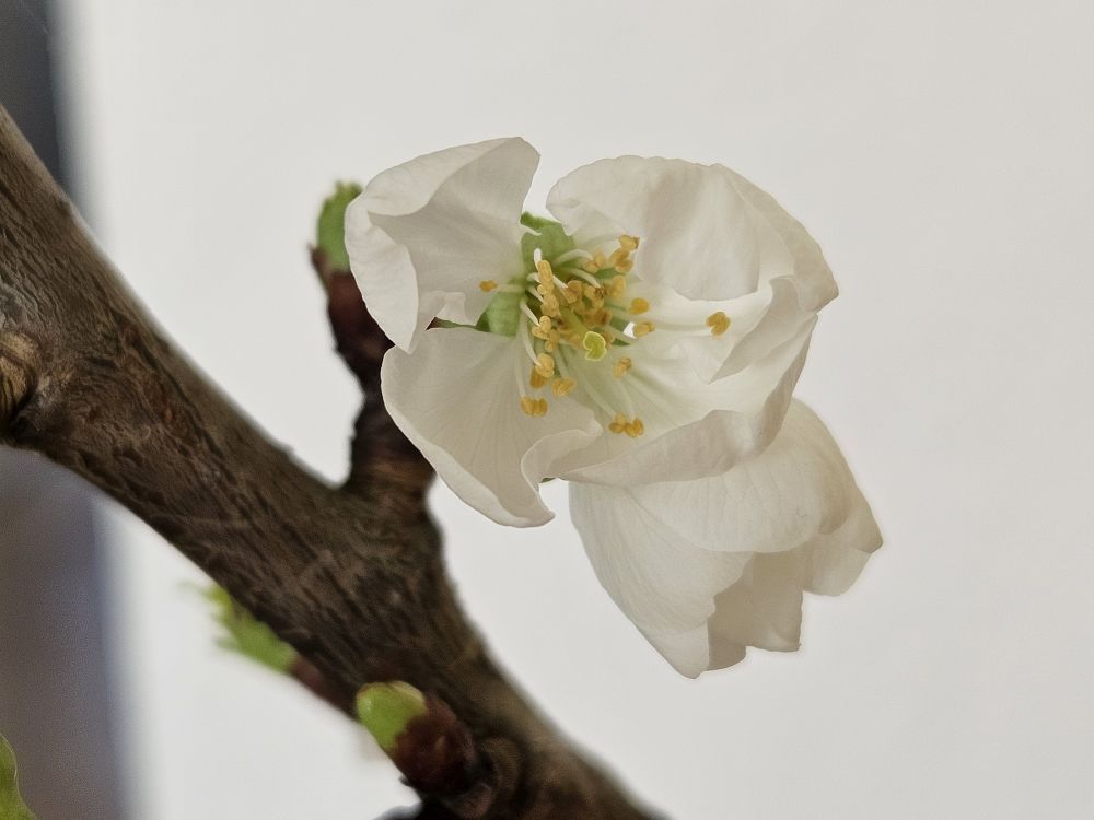 Blüte eines Kirschbaums