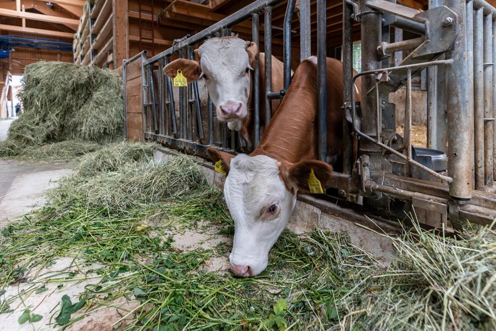 Kühe im Stall beim Grasfressen