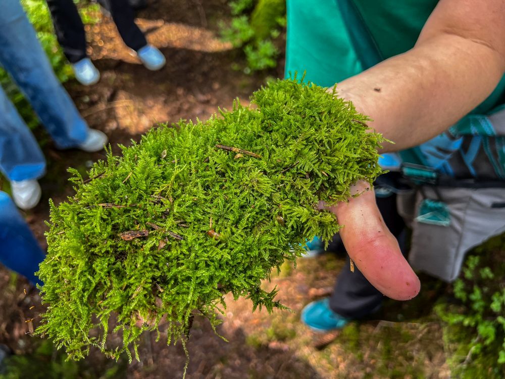 Moosmatte auf der Hand