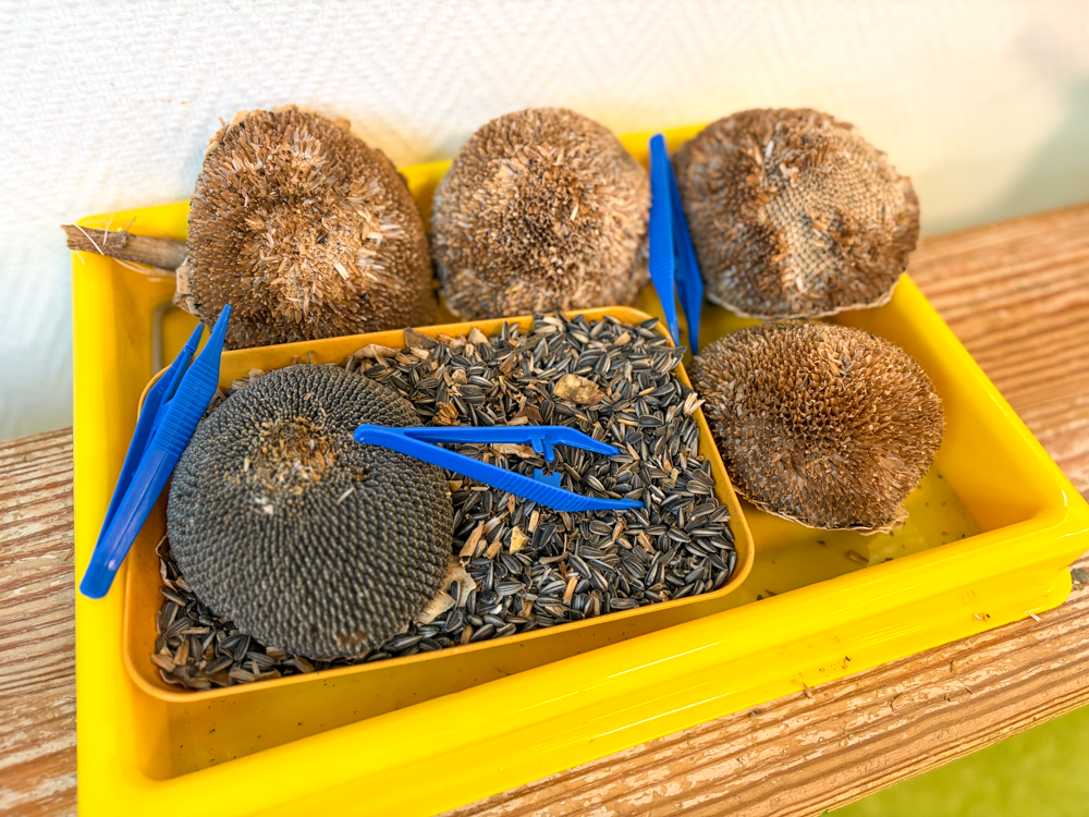 getrocknete Sonnenblumen mit Kernen