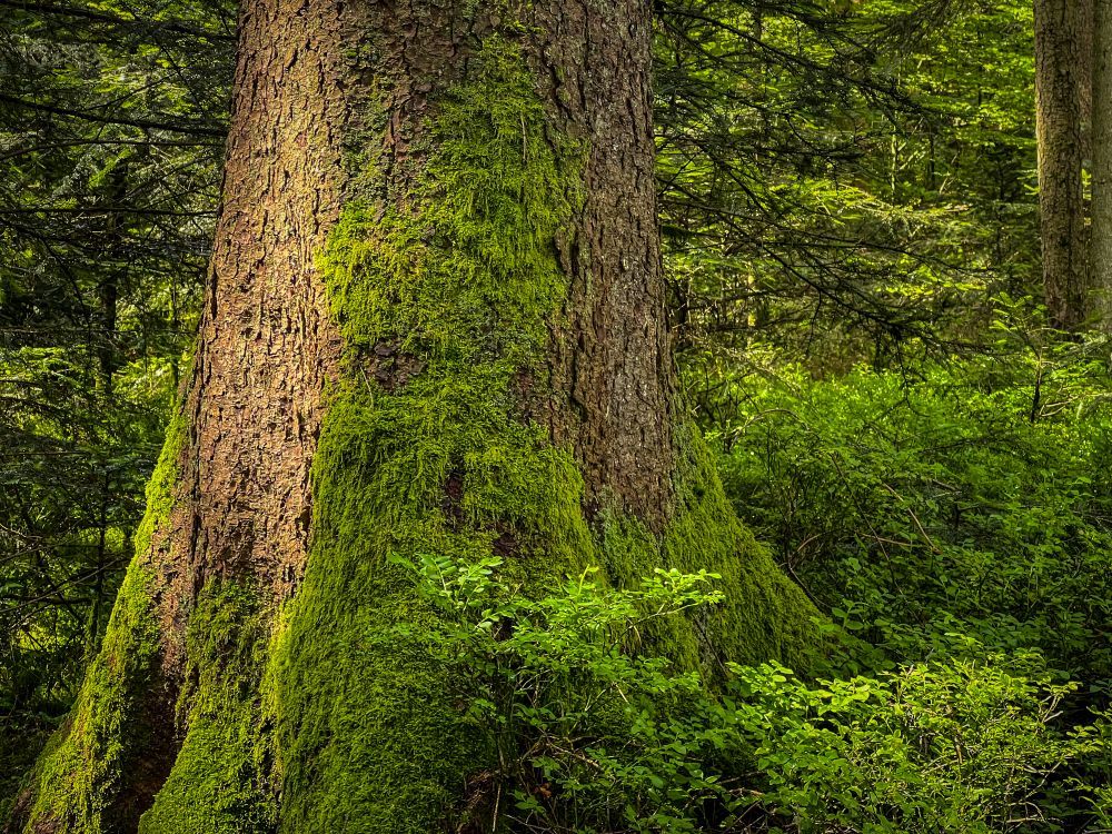 Moos an einem Baumstamm