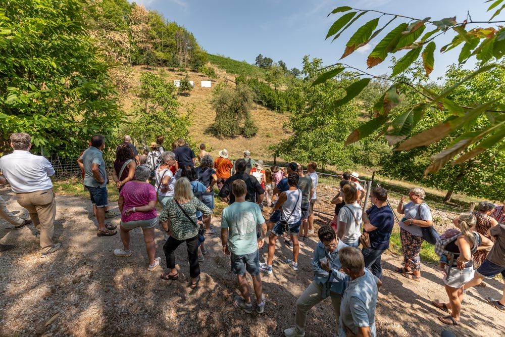 Hofführung zu den Schweineflächen auf Streuobstwiesen und Wald