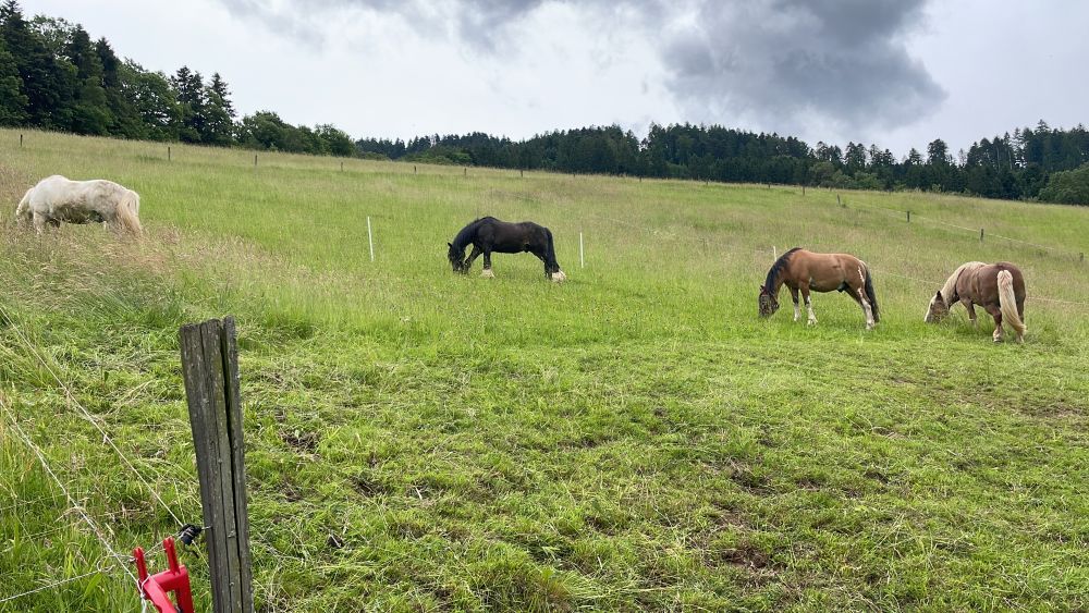 Pferde grasen auf einer Weide im Schwarzwald