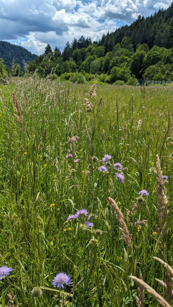Wildblumenwiese