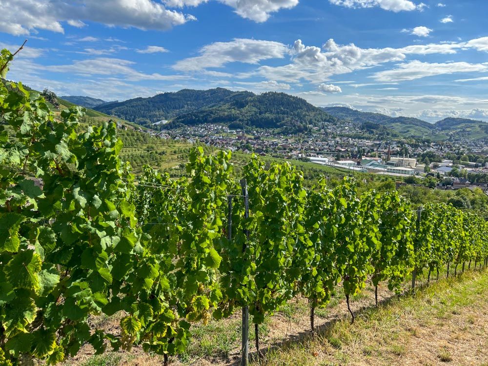 Weinberglandschaft mit Streuobstwiesen und Wald