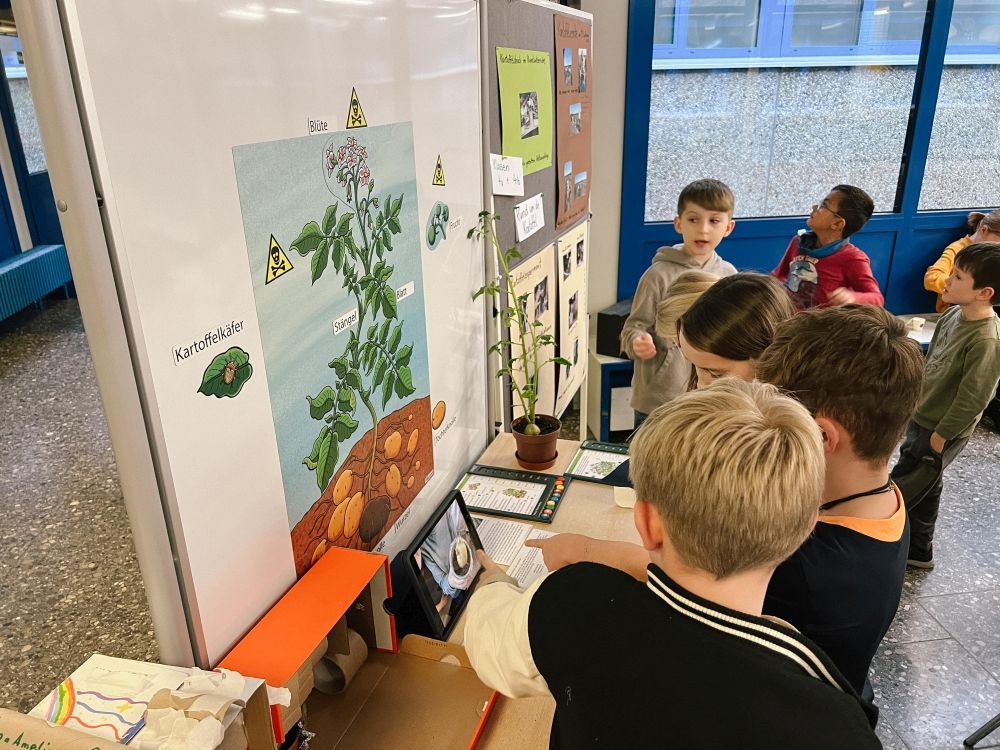 Kinder schauen sich eine Infostation zum Thema Kartoffel an.