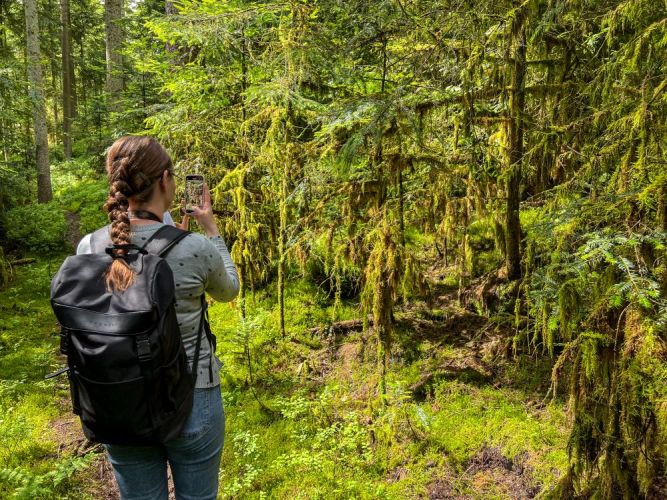 Eine junge Frau fotografiert mit ihrem Smartphone Moos, das von Baumästen im Wald herabhängt.