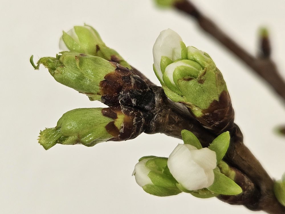 knospende Kirschbütenknospen