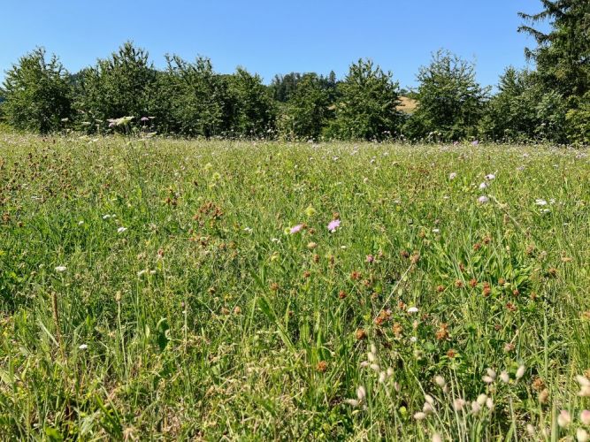 Wildblumenwiese