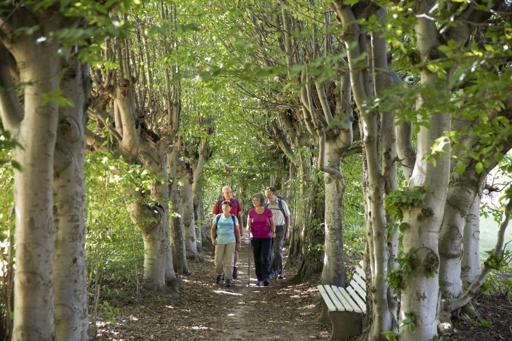 Menschen laufen durch eine Baumallee