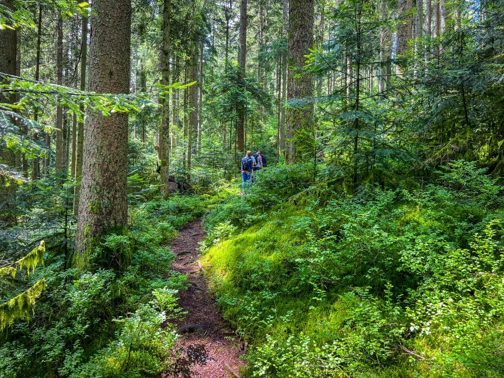 Pfad durch den Wald mit viel Moos entlang des Weges