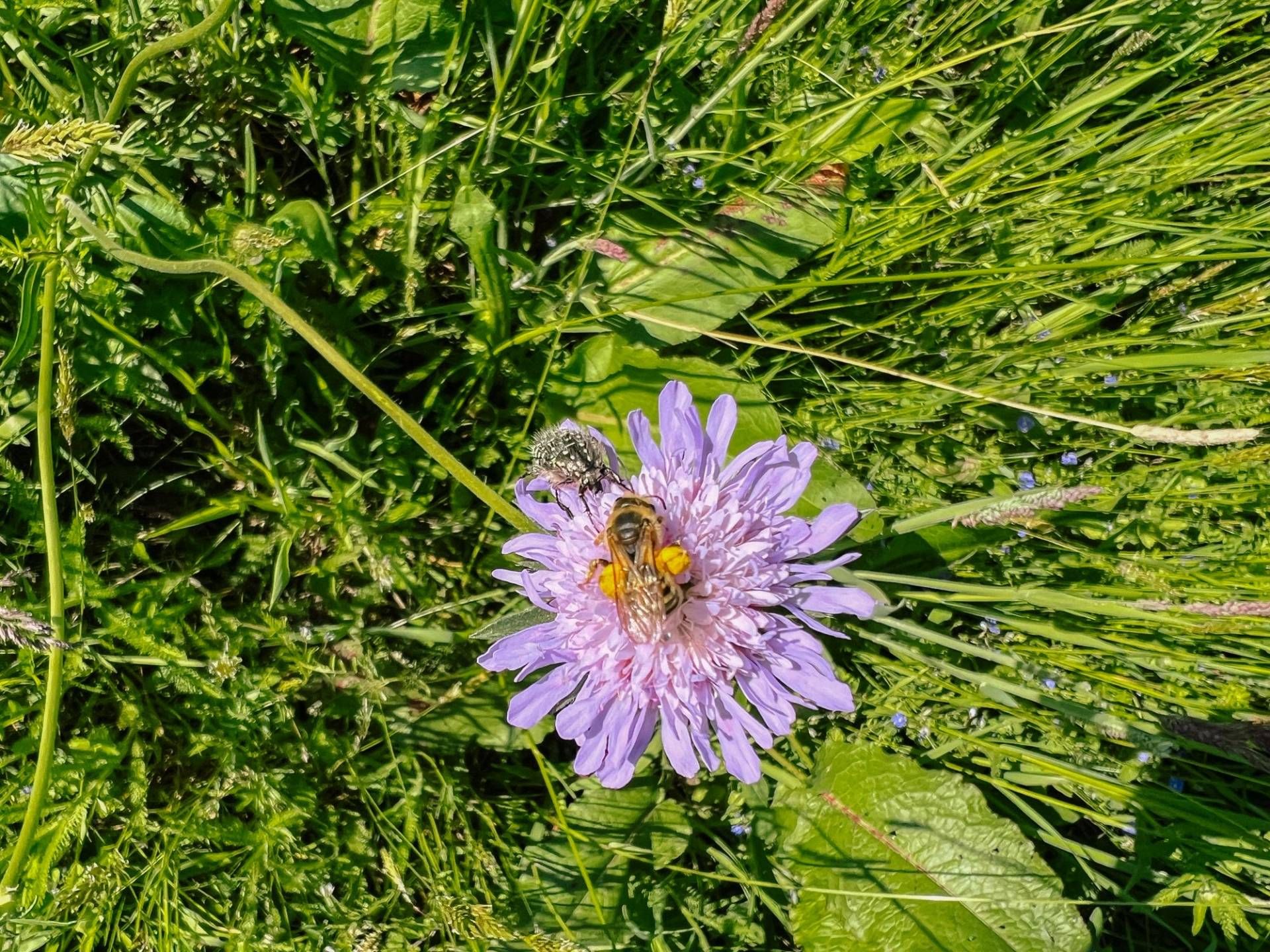 Ehrensache Natur in Lautenbach, Foto: Lilli Wahli