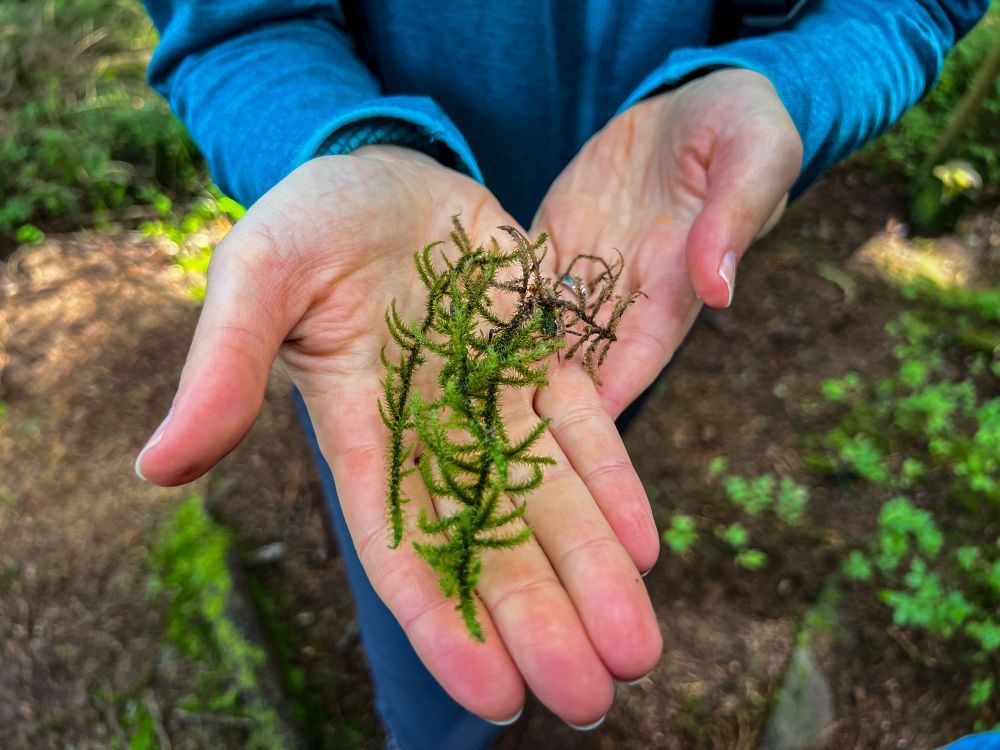 zwei längliche Moose auf der Hand