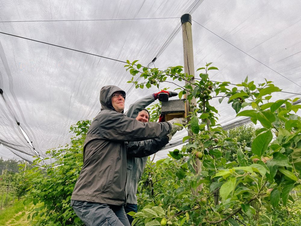 Freiwillige bringen in der Obst-Plantage ein Vogelhäuschen an.