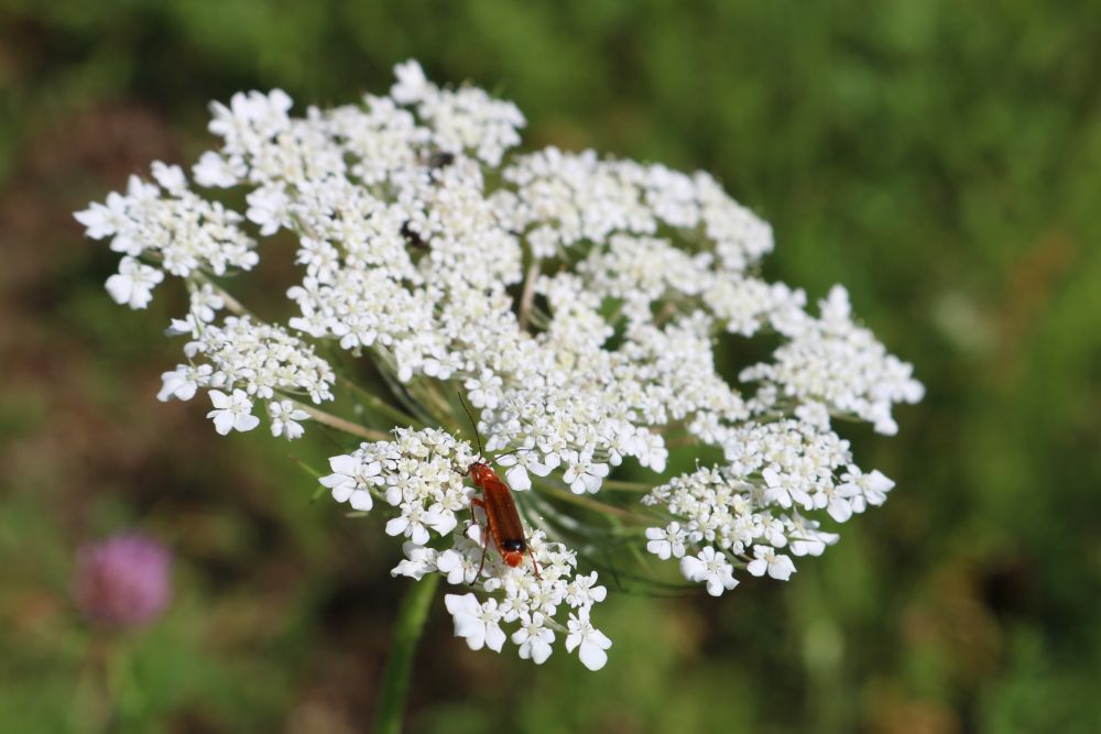 Käfer auf einer Blume