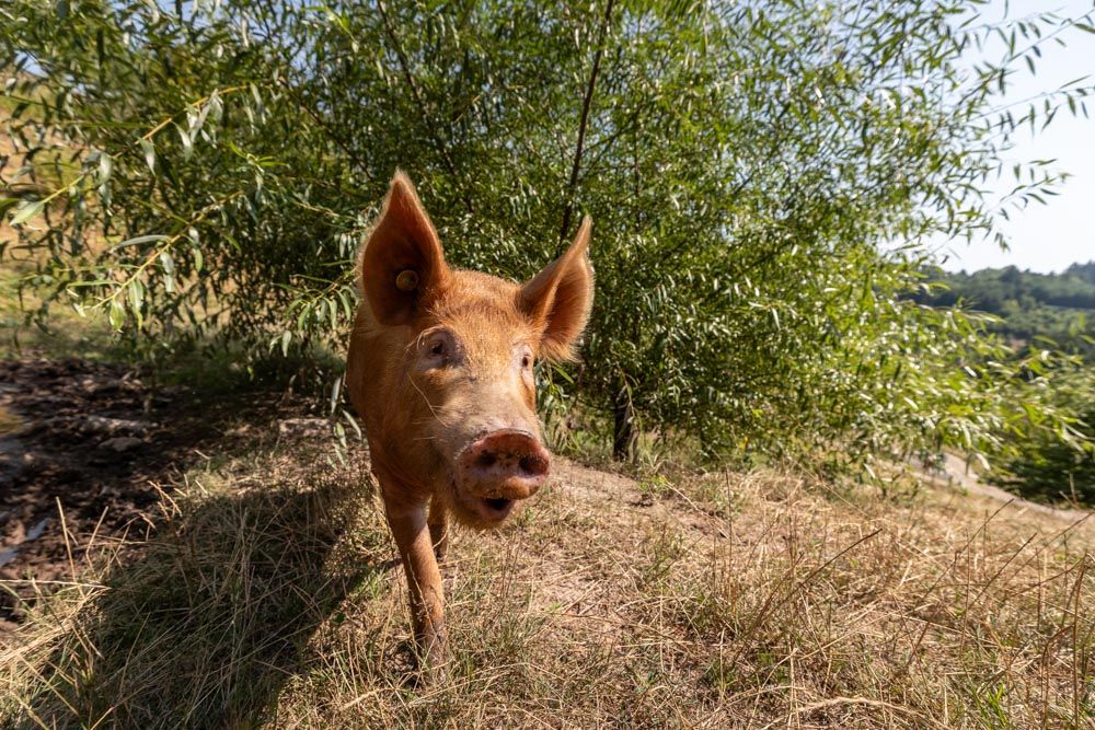 hellbraunes Schwein auf der Wiese