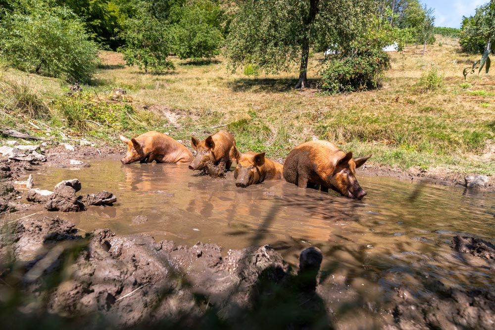 Schweine suhlen sich im Schlamm