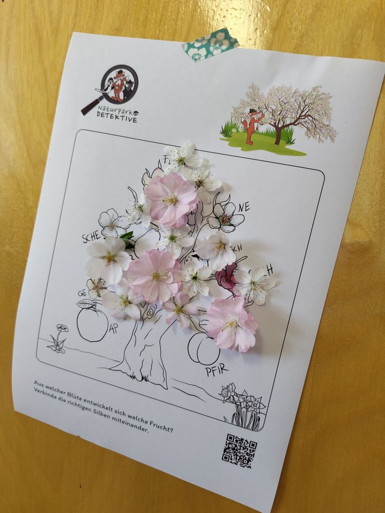 Ausmalbild eines Kirschbaums mit ausgeklebten Kirschblüten