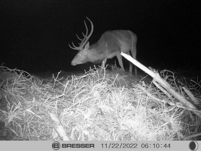 Bild Wildtierkamera Hirsch